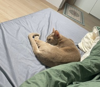 아비시니안 무료분양