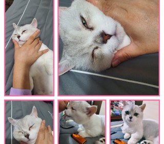 기타 무료분양