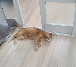 아비시니안 무료분양