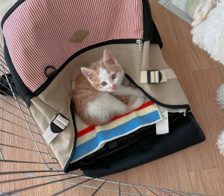한국 고양이 무료분양