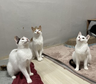 한국 고양이 무료분양