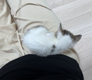 한국 고양이 무료분양