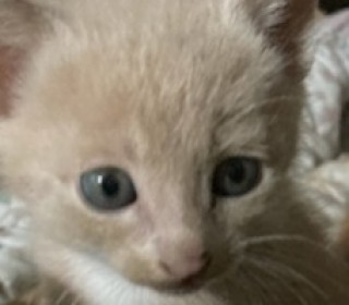 한국 고양이 무료분양
