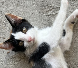 한국 고양이 무료분양