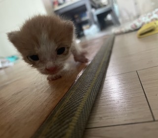 한국 고양이 무료분양
