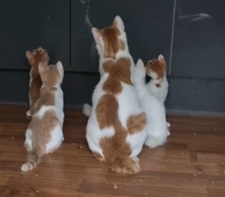 한국 고양이 무료분양
