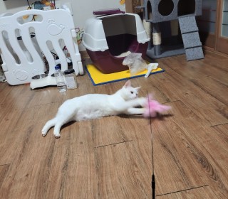 한국 고양이 무료분양