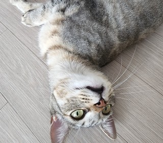 한국 고양이 무료분양