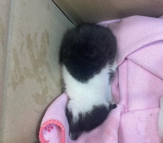 한국 고양이 무료분양