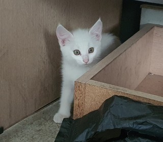 한국 고양이 무료분양
