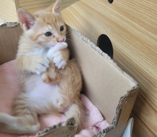 한국 고양이 무료분양
