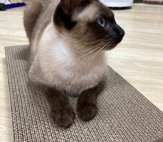 샴 무료분양