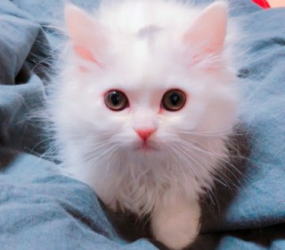 페르시안 무료분양