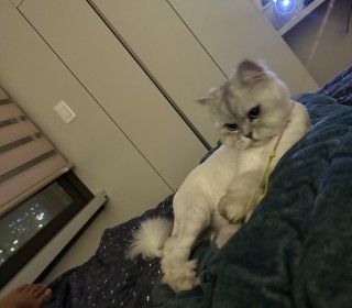 페르시안 무료분양