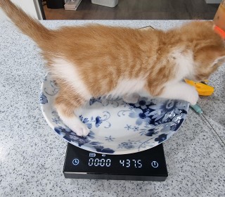 한국 고양이 무료분양
