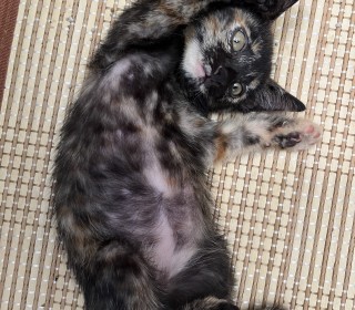 한국 고양이 무료분양