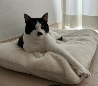 한국 고양이 무료분양