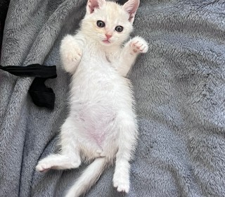 한국 고양이 무료분양