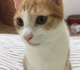한국 고양이 무료분양