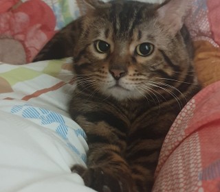 기타 무료분양