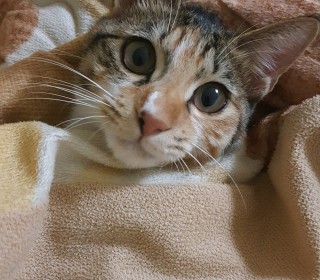 한국 고양이 무료분양