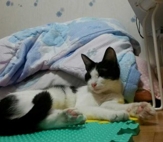 한국 고양이 무료분양