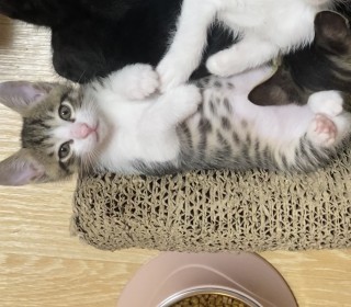 한국 고양이 무료분양