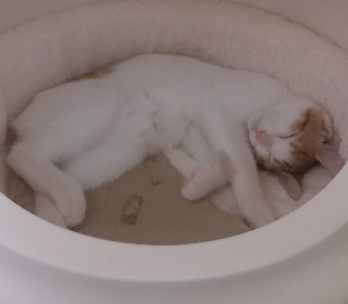 한국 고양이 무료분양