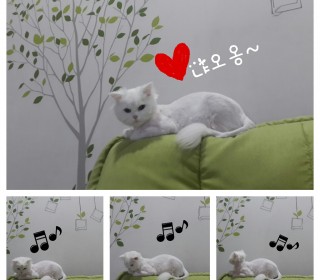 페르시안 무료분양