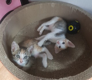 한국 고양이 무료분양
