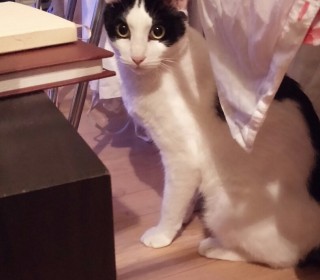 한국 고양이 무료분양