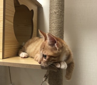 아메리칸 숏헤어 무료분양