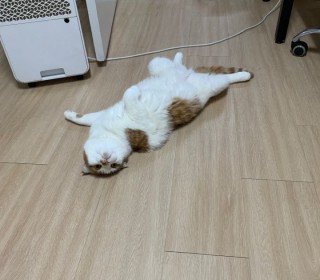 스코티쉬 폴드 무료분양