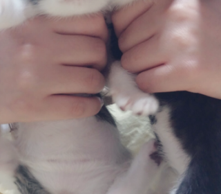 한국 고양이 무료분양