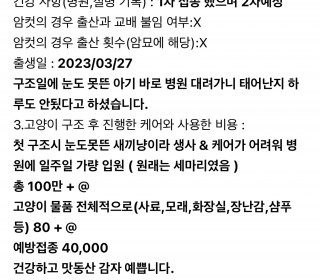 한국 고양이 무료분양