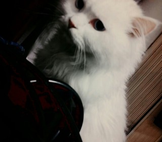  무료분양