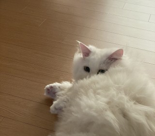  무료분양