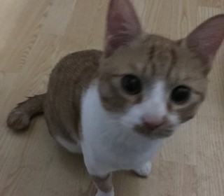 한국 고양이 무료분양