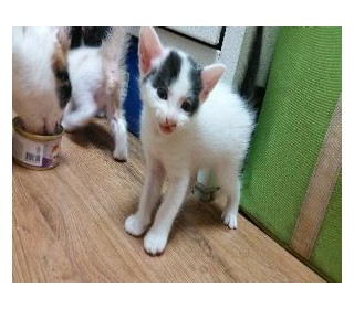 한국 고양이 무료분양