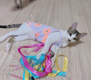 한국 고양이 무료분양
