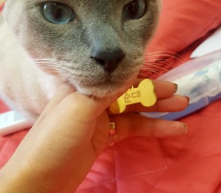 샴 무료분양