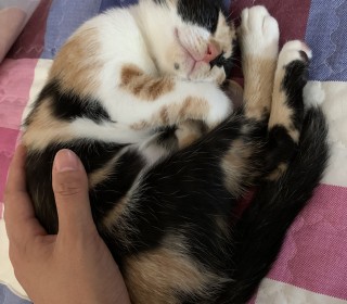 한국 고양이 무료분양