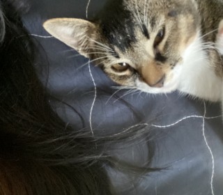 아비시니안 무료분양