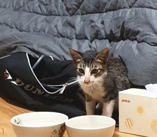 한국 고양이 무료분양