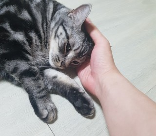아메리칸 숏헤어 무료분양