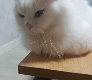 기타 무료분양