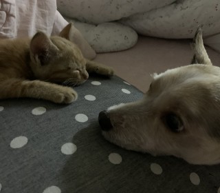 한국 고양이 무료분양