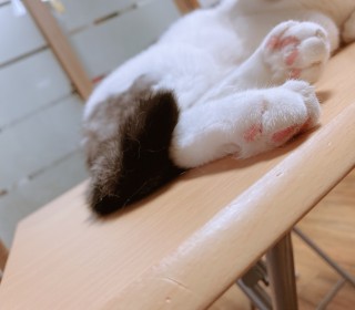 한국 고양이 무료분양