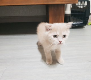 스코티쉬 폴드 무료분양