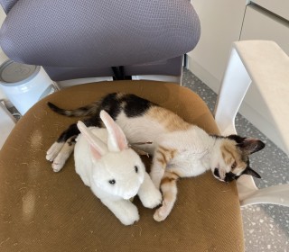 한국 고양이 무료분양